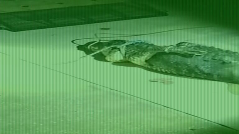 Alligator Stalks Florida Couple Near Site of Fisherman’s Death