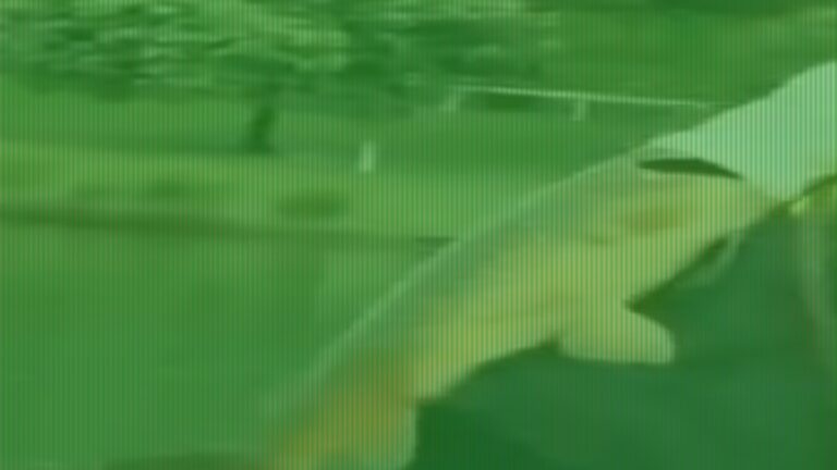 Australians Divided After Woman Lands Massive Fish at Popular Park