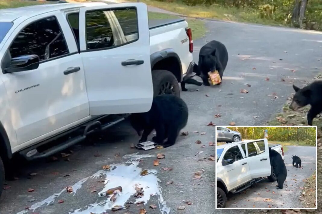 Bear family raids pickup truck in Tennessee, helping themselves to six-pack of beer