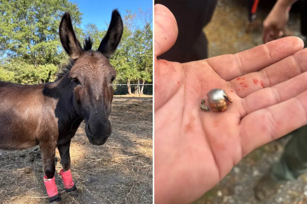 Beloved therapy donkey killed by hunter who blames bad shot