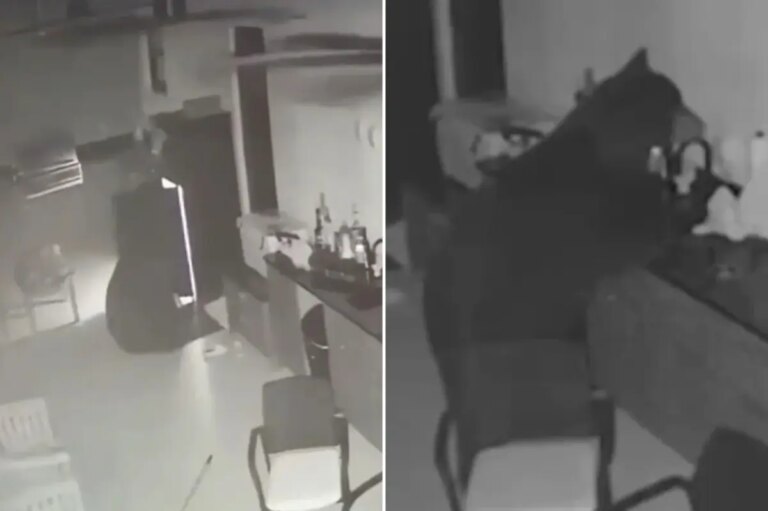 Black Bear Eats Trash, Then Raids Family’s Fridge for Booze