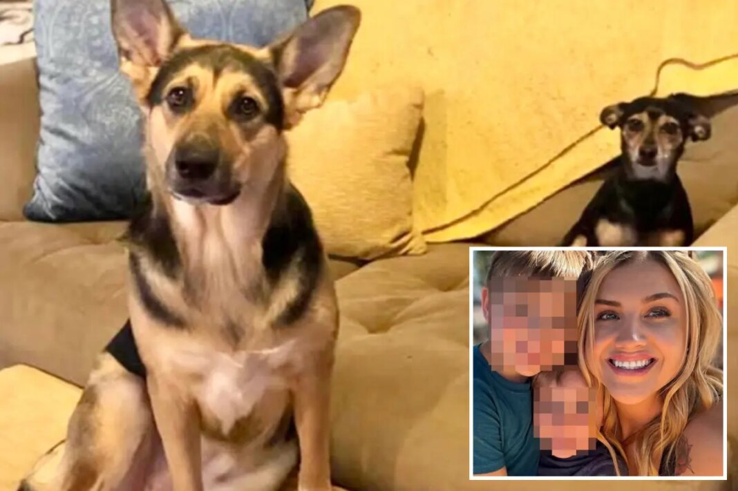 Blind dog sparks deadly house fire, killing itself and canine sibling
