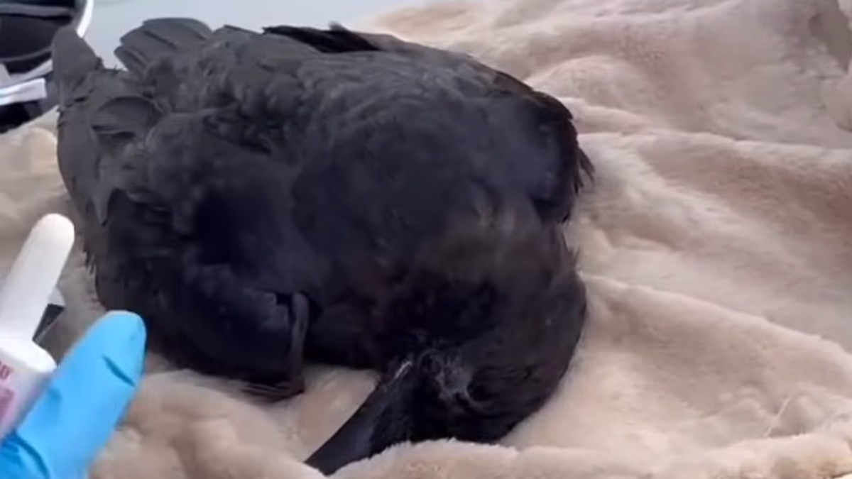 Canadian city so awash with drugs its CROWS are getting high on street