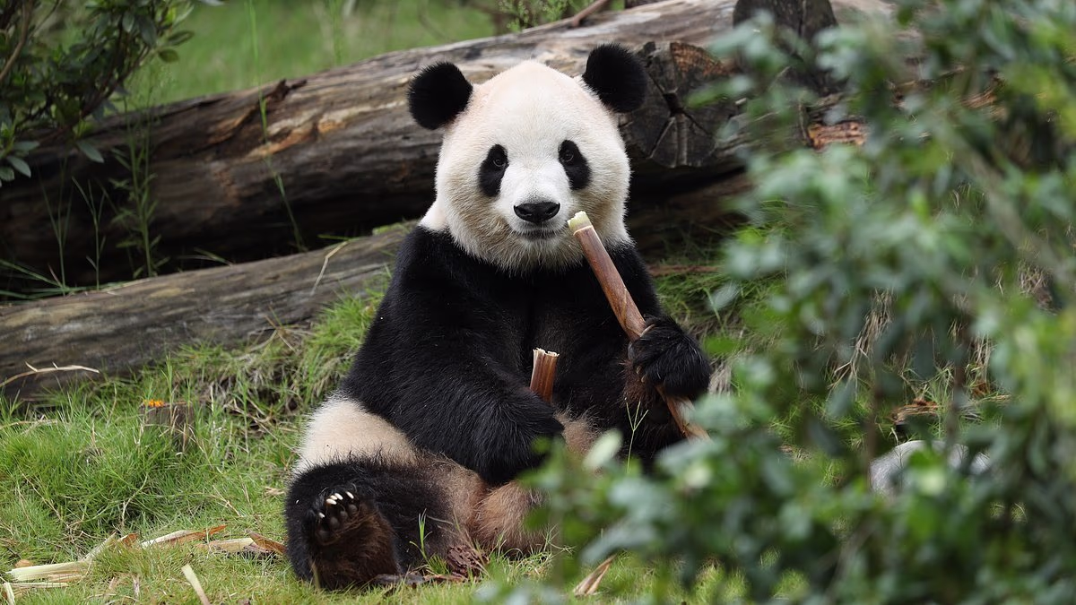 China 'is ruthlessly exploiting our panda obsession for its own ends'