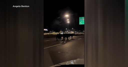 Cows roam Kansas City highway after trailer plunged off overpass