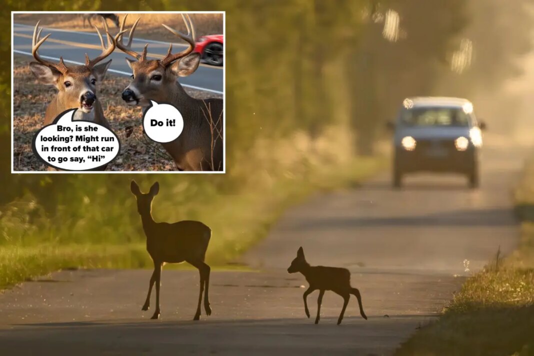 Deer crashes spike during fall mating season in New York