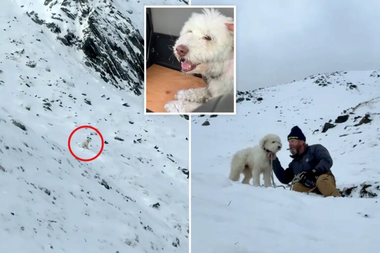 Dog Separated From Owner in Alaska Avalanche Found Alive After Two Days