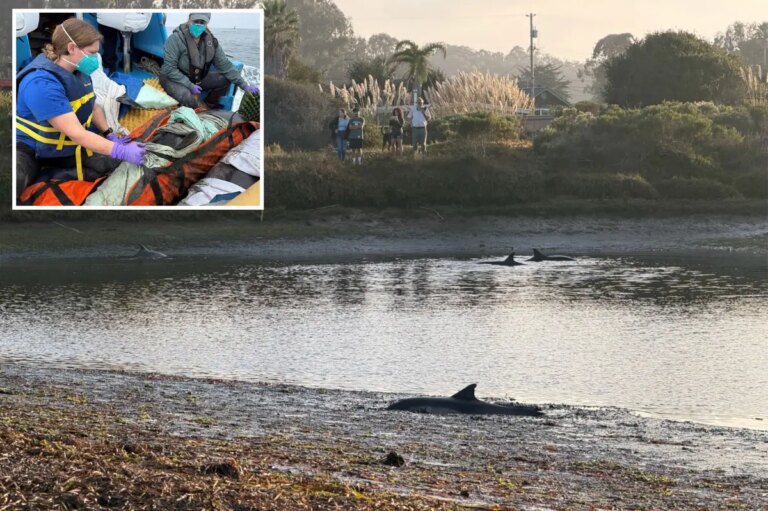 Dolphin Dies After Pod Trapped in California Bay; 3 Rescued
