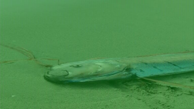Rare ‘doomsday fish’ washes ashore, fueling disaster fears