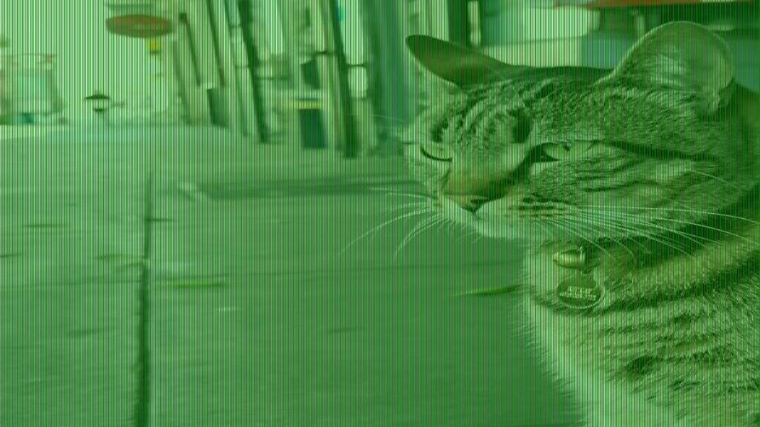Elon Musk calls Waymo robotaxis 'pet destroyers'