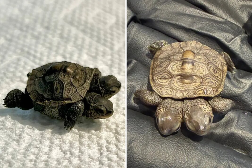 'Especially rare' two-headed baby turtle found in Massachusetts