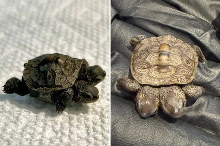 Especially Rare Two-Headed Baby Turtle Discovered in Massachusetts