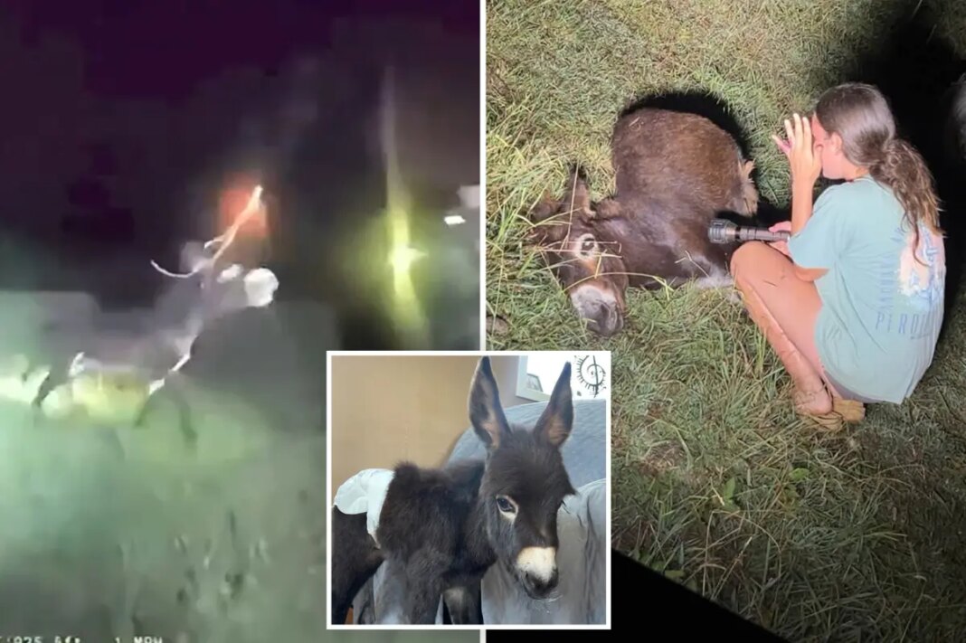 Footage shows Georgia cop shoot donkey HeeHaw