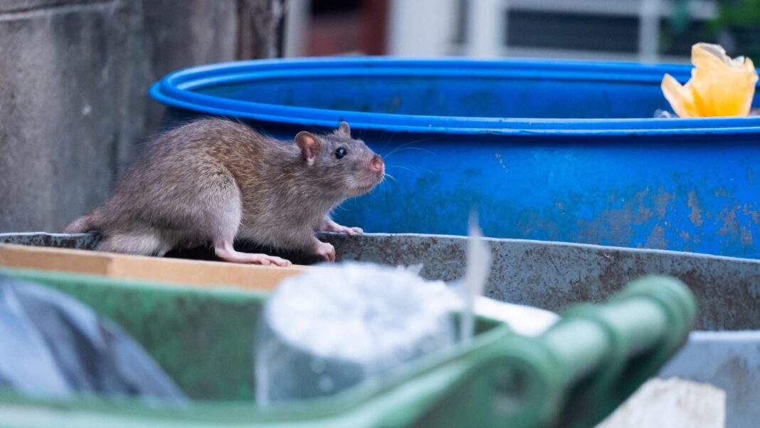Here are the top 'rattiest' US cities for 2026, according to Orkin
