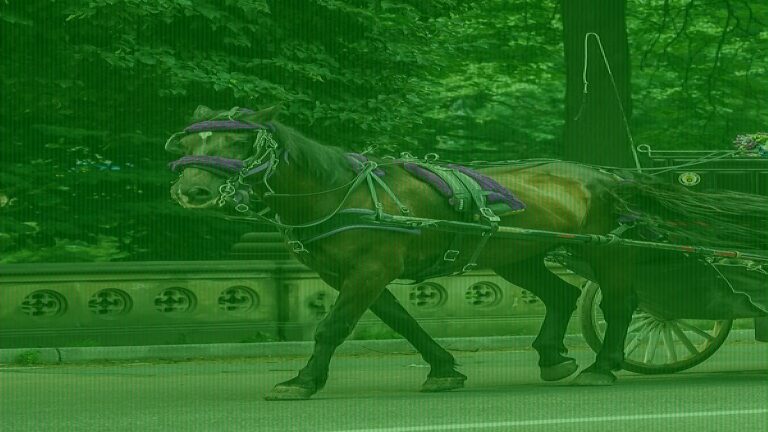Horse-Drawn Carriages Leaving NYC: Which Attractions Are No More?