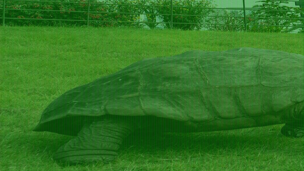 How giant tortoise, 194, can offer clues on helping us live longer