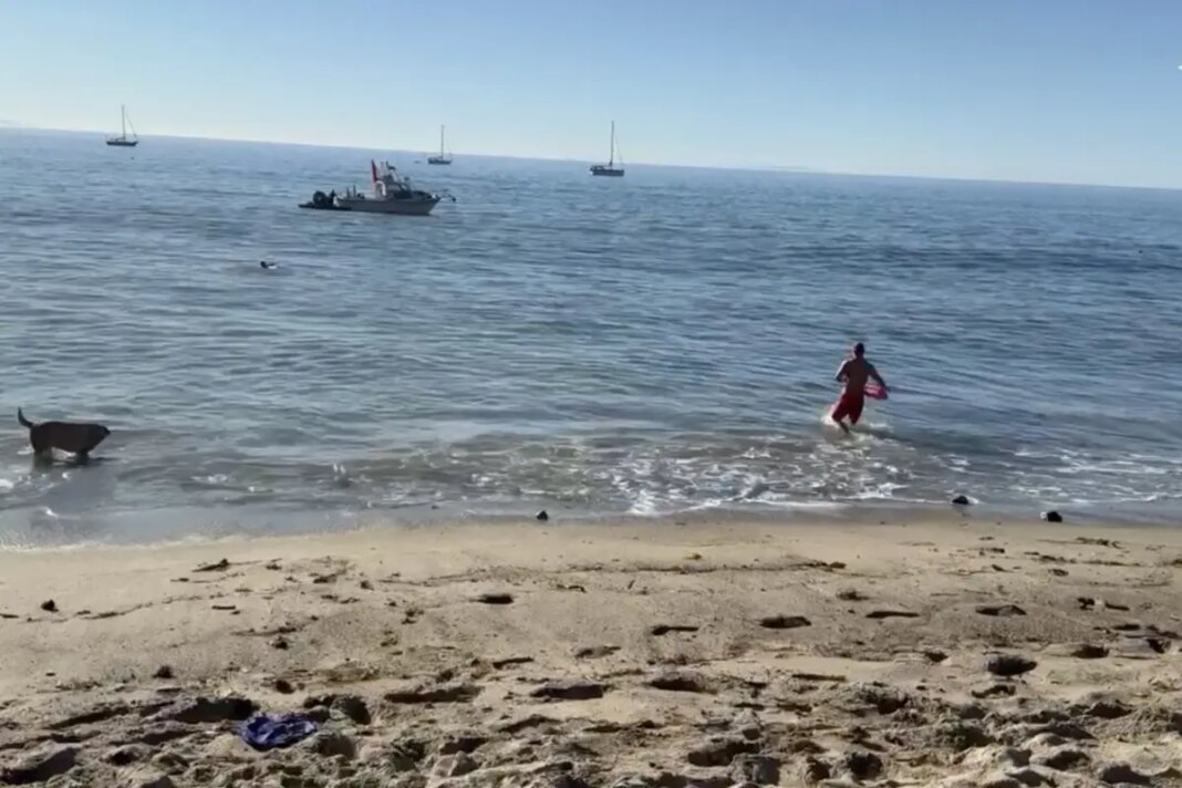 Kayaker attacked by a shark off Malibu as dramatic video emerges: report