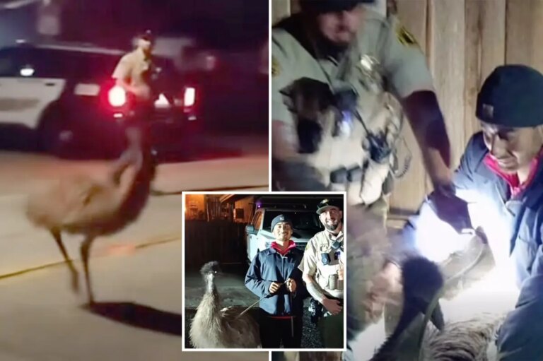 Loose Emu Causes Traffic Chaos in California as Deputies Chase Runaway Bird