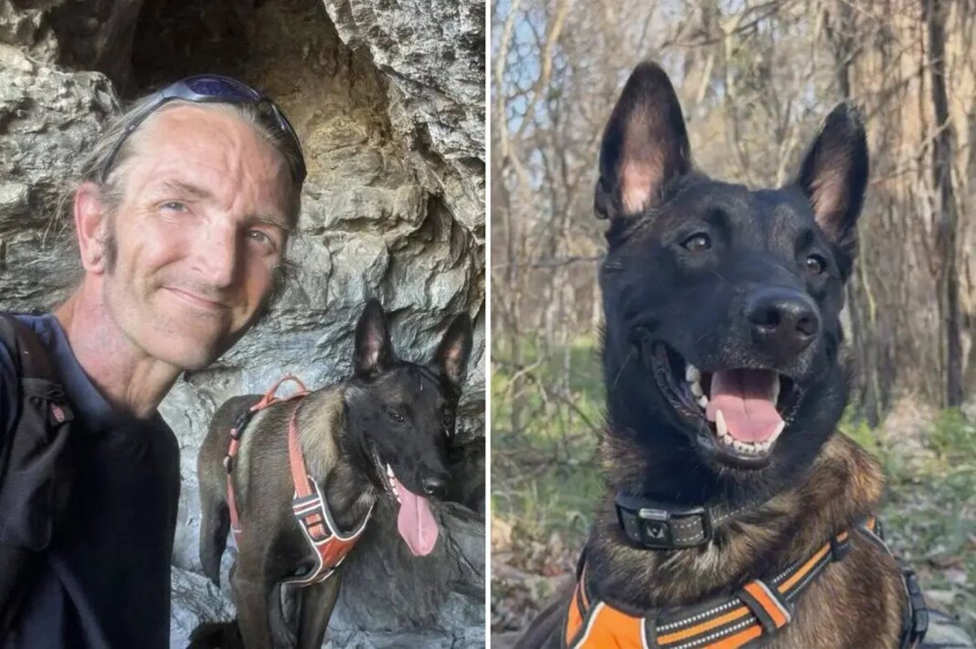 Major the Malinois faces death as owner has just days to convince judge to spare dog from euthanasia