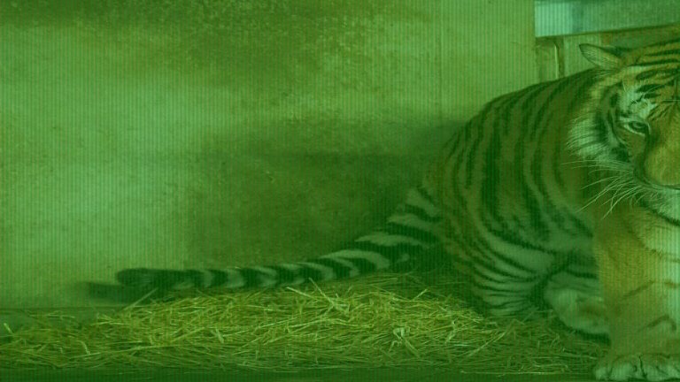 Man Mauled to Death by Tiger After Dancing Before Climbing Into Enclosure