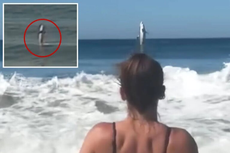 Visitors Capture Shocking Great White Shark Breach at Marina State Beach
