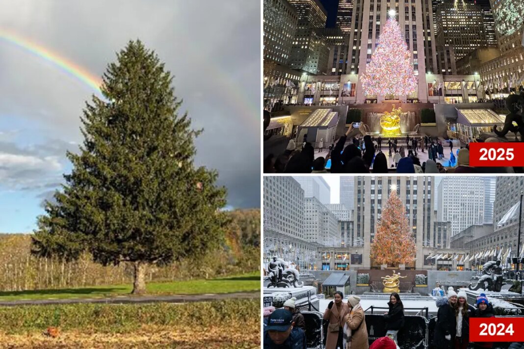 Meet the tree that will spruce up Rockefeller Center this Christmas