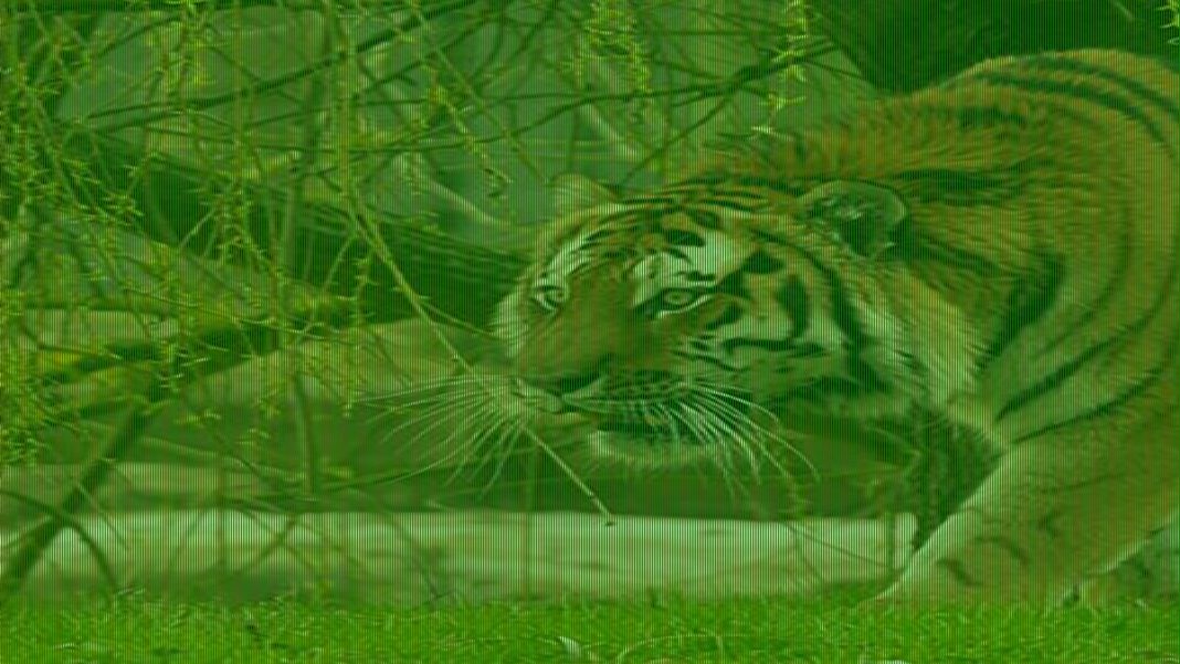 Moment man films himself walking up to tiger inside zoo enclosure