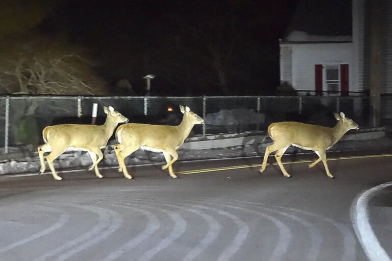 New Jersey Drivers Warned as Rutting Deer Roam Roads Again