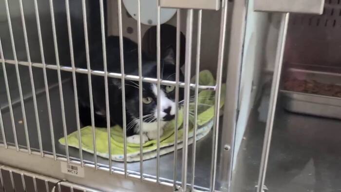 Orange County Animal Services temporarily limits stray intake as shelter construction begins