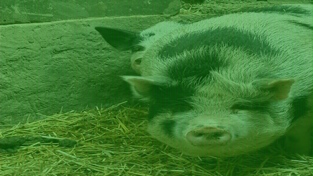 Pigs facing slaughterhouse saved by donors after escaping onto road
