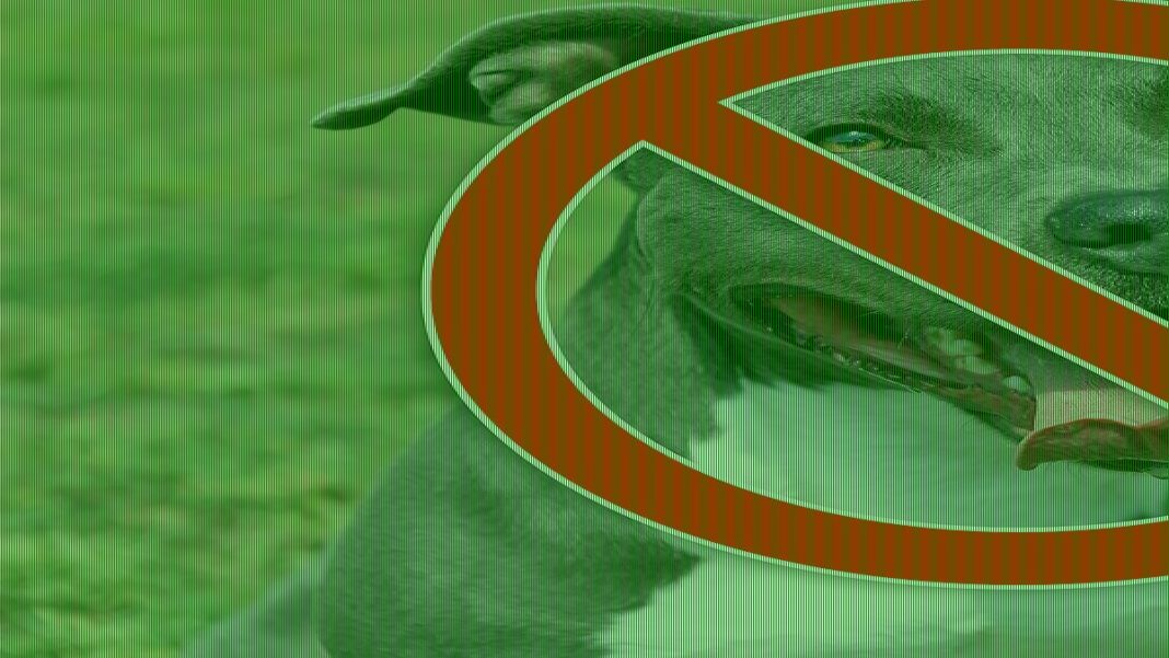 Push to ban popular dog breeds as pets after jogger is mauled
