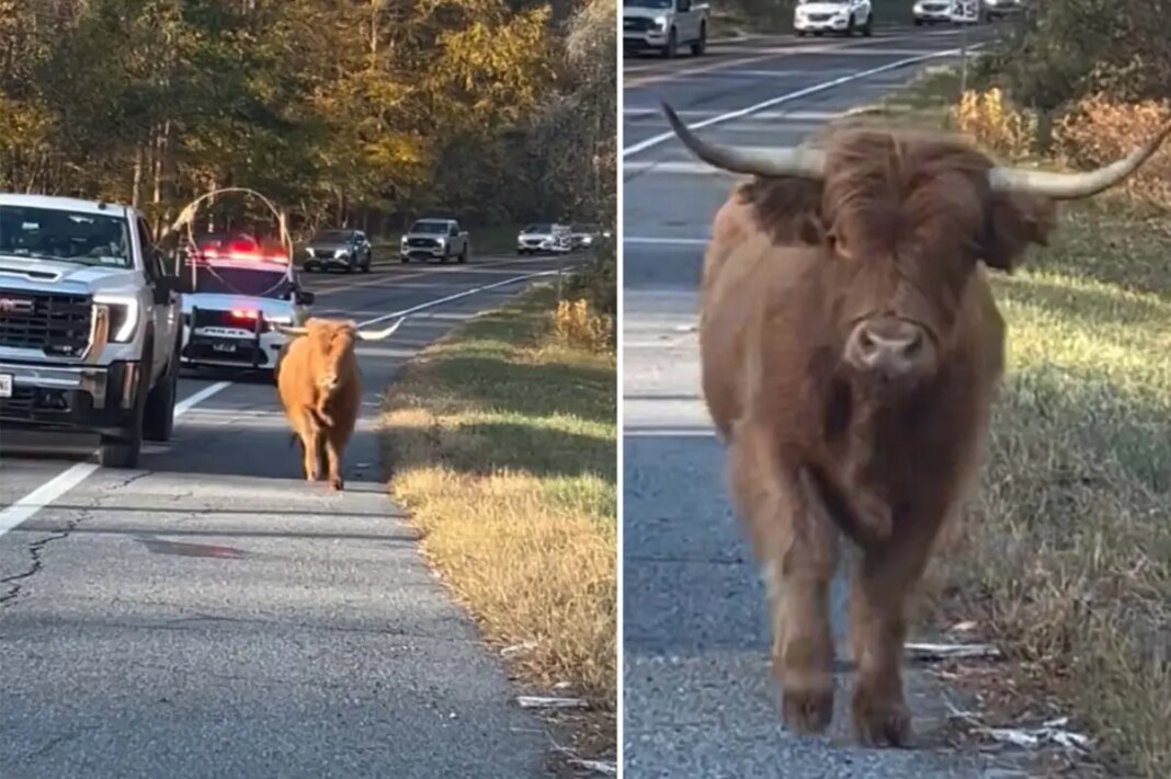 Runaway cow sparks police chase through NY town