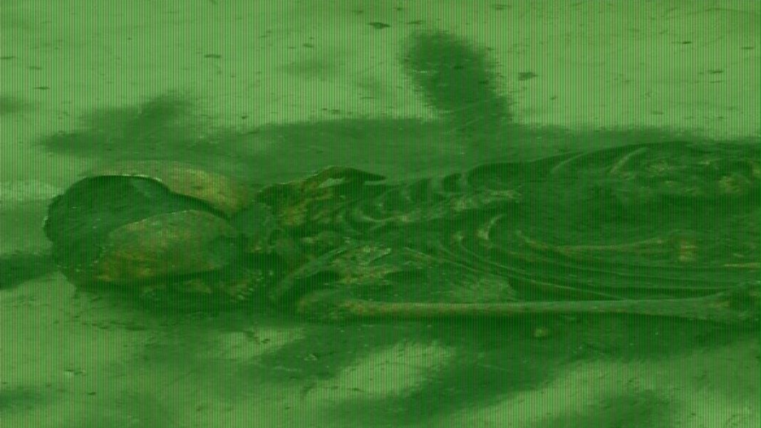 Scientists uncover evidence of skulls smashed by Viking violence