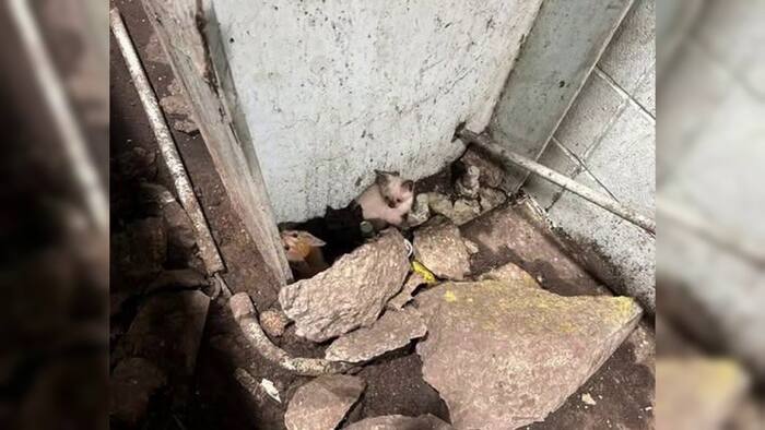 Seminole County waste management finds five kittens on tipping floor, rescues them