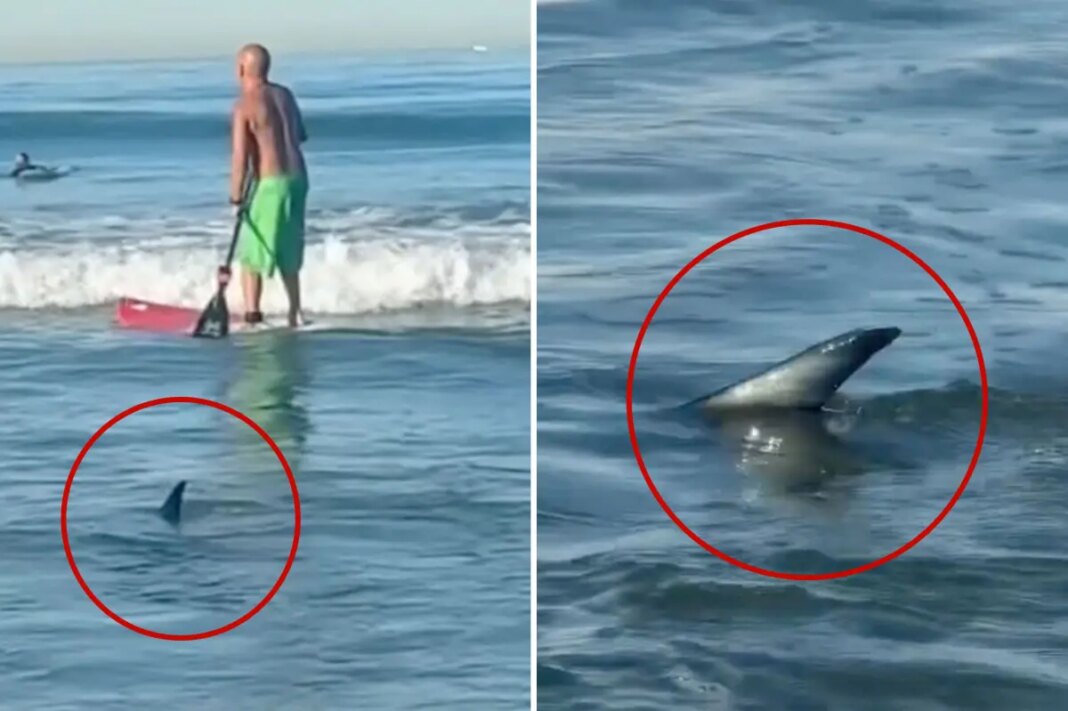Shark swims dangerously close to surfers at El Porto Beach in Southern California