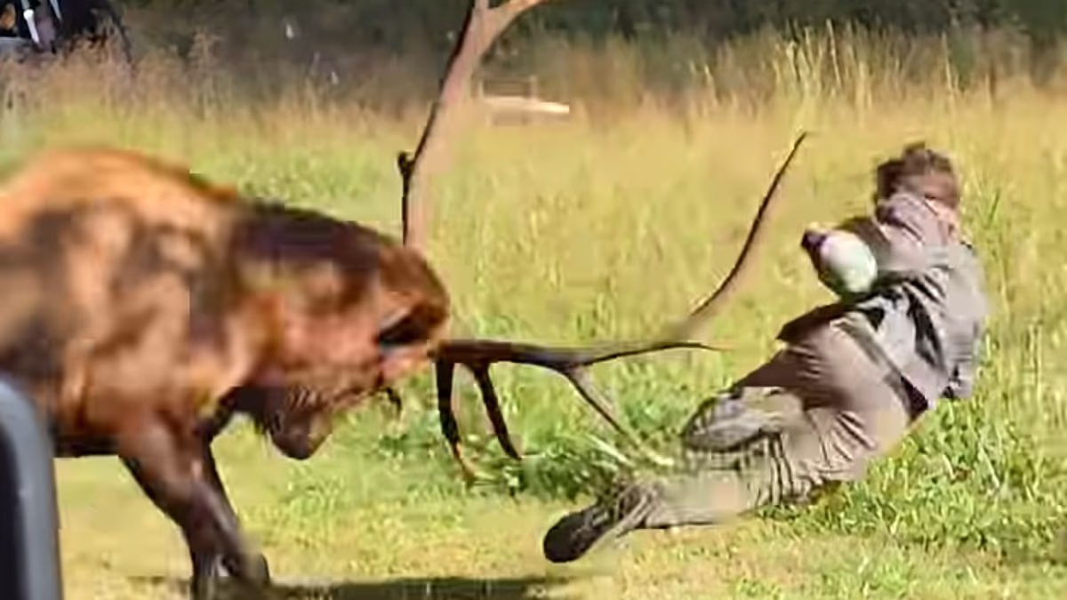 Shocking moment elk aggressively headbutts man and sends him flying