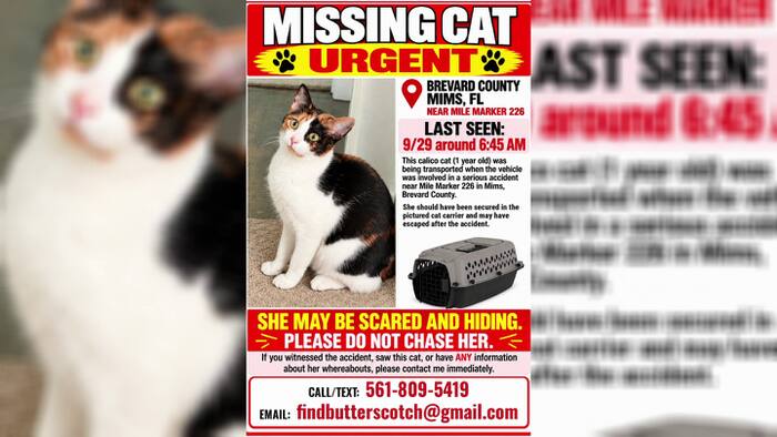 Social media fuels search for missing cat after Brevard County crash