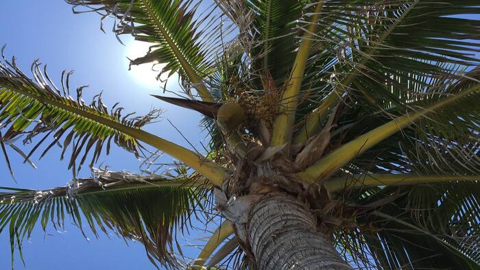 This was just ranked as Florida’s favorite attraction. Do you agree?