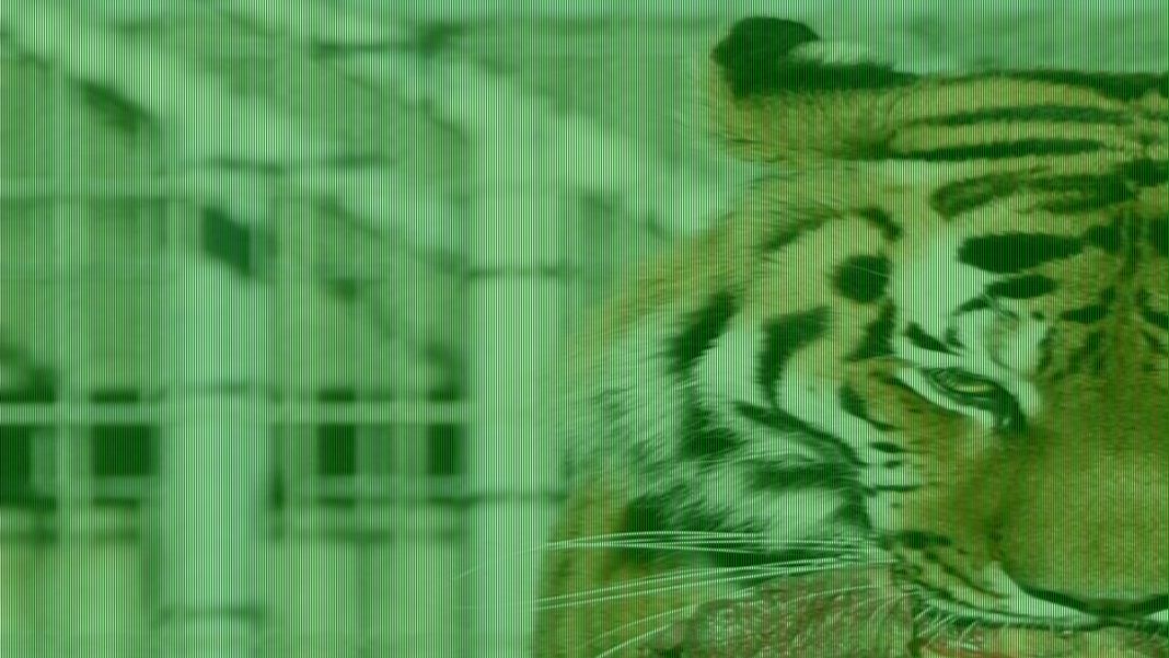 Tiger is seen for first time since man mauled to death as zoo reopens