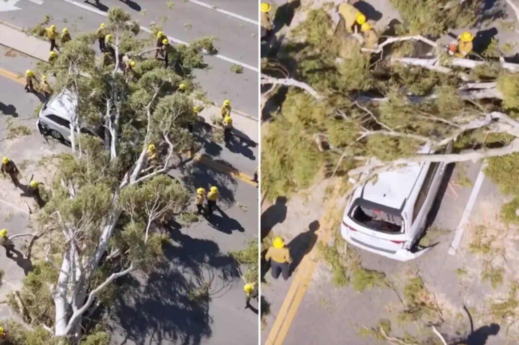 Tree comes crashing down on minivan i9n Santa Clarita 