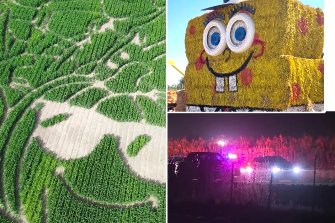 Two stabbed inside massive Dixon, California corn maze
