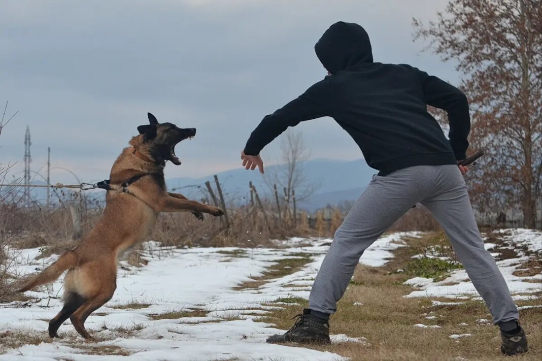 US dog bite danger zones and NYC borough with worst odds of being bit revealed