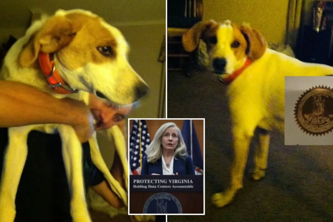 Virginia Gov Spanberger gave right to vote back to convicted dead dog Biscuit