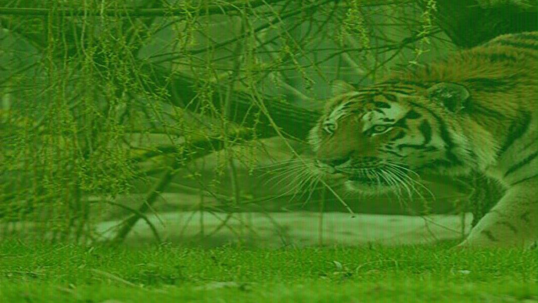 Witnesses say tiger victim 'was praying and bowing' to the animal