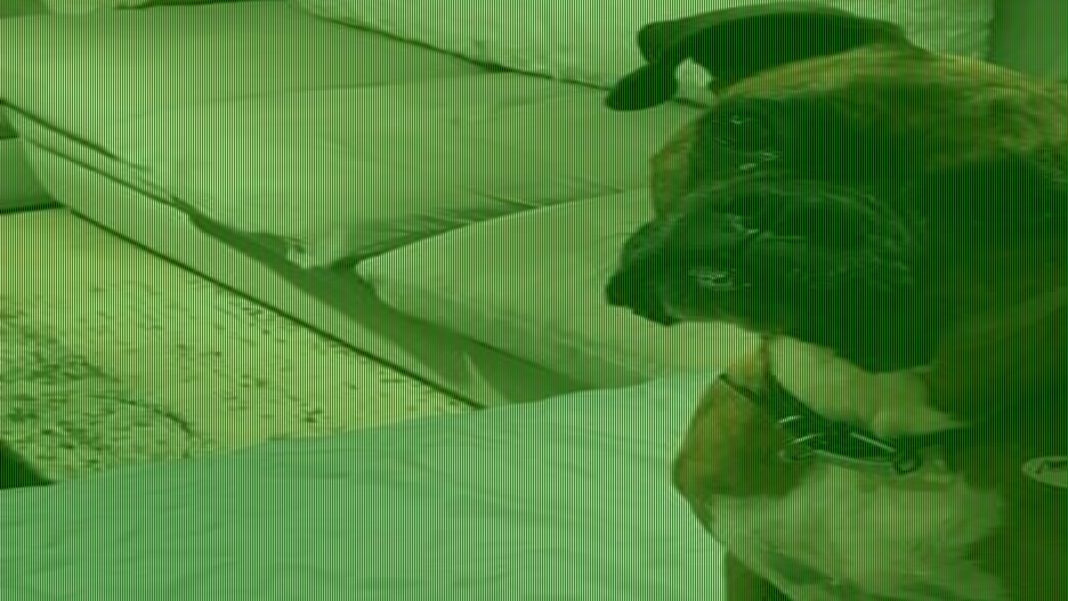 Woman who registered dog to vote faces odd penalty