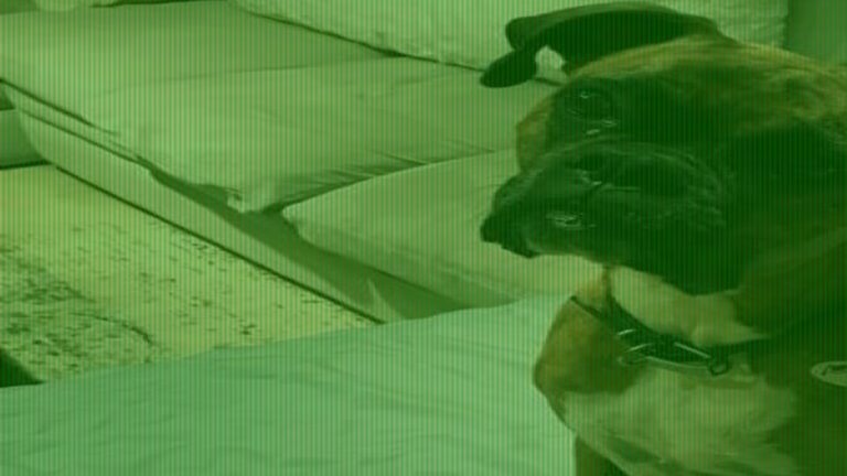Woman Who Registered Her Dog to Vote Faces Unusual Penalty