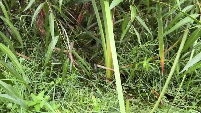 ‘Abnormal’ water levels spotted near Apopka neighborhood